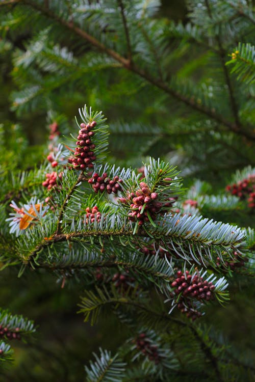 A pine tree with cones and berries