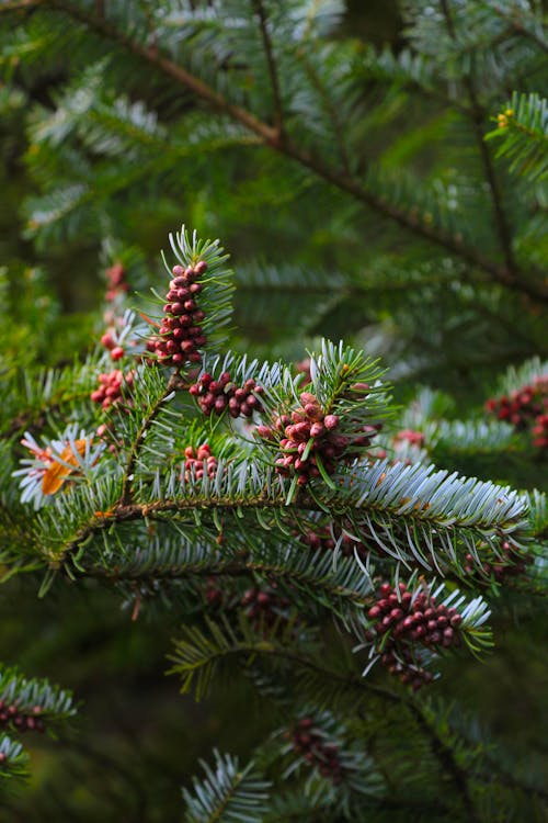 Free A pine tree with cones and berries Stock Photo