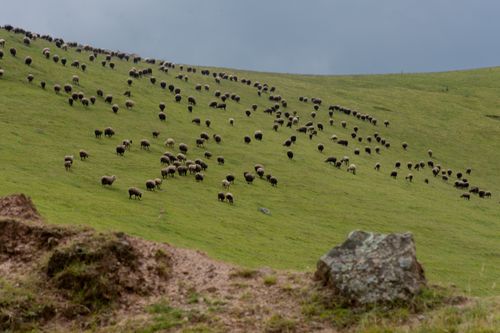 Free A large flock of sheep grazing on a lush green hillside under a cloudy sky. Stock Photo