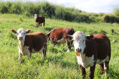A group of cows standing in a grassy field