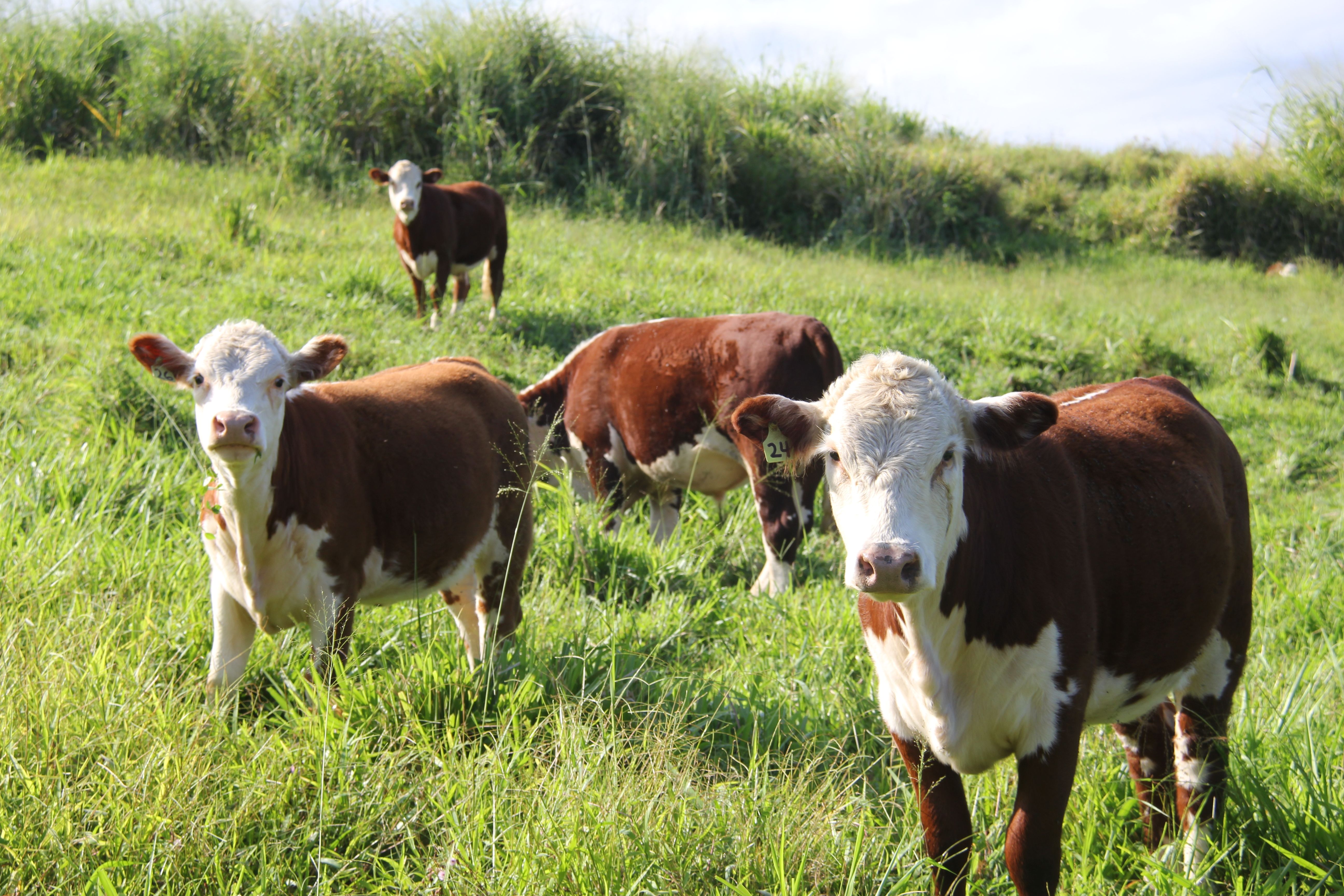 A group of cows standing in a grassy field · Free Stock Photo