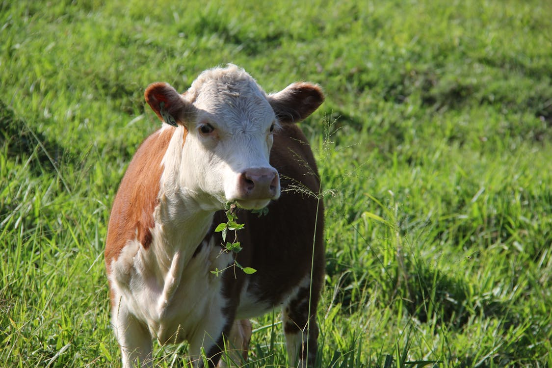 A cow standing in a field eating grass