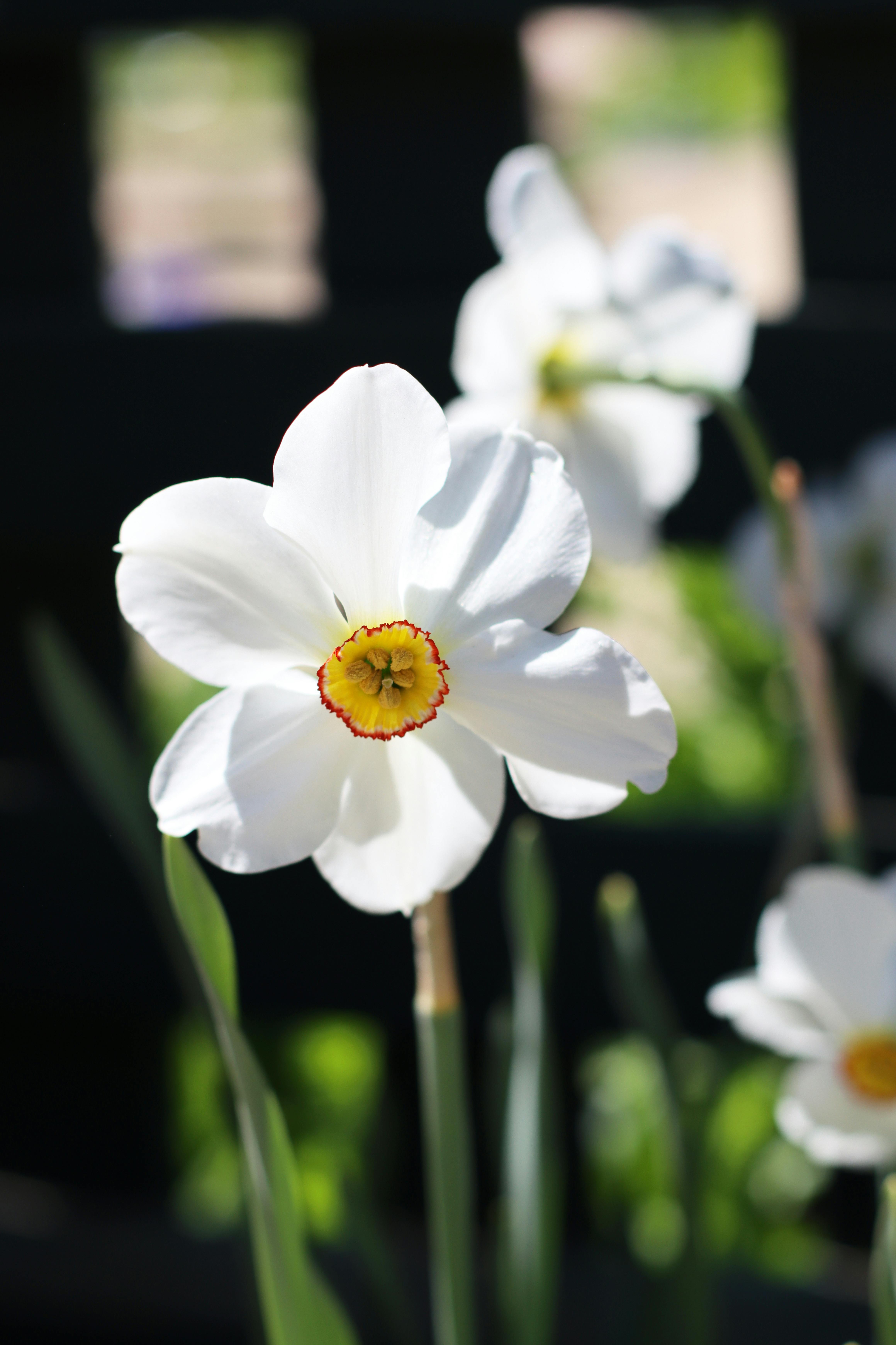 Beautiful white daffodil flower with yellow center in a sunlit garden setting, showcasing delicate petals and greenery around.