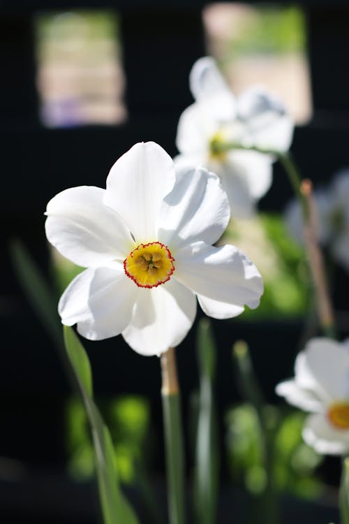 Gratis lagerfoto af avne, blad, blomst