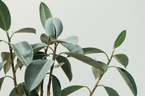 бесплатная Зеленолистное растение Стоковое фото