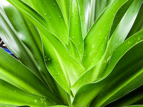 Free Close Up Photo Of Leaves With Droplets Stock Photo