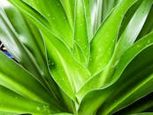 充满活力的特写中，郁郁葱葱的绿叶与露珠营造出一种清新自然的感觉