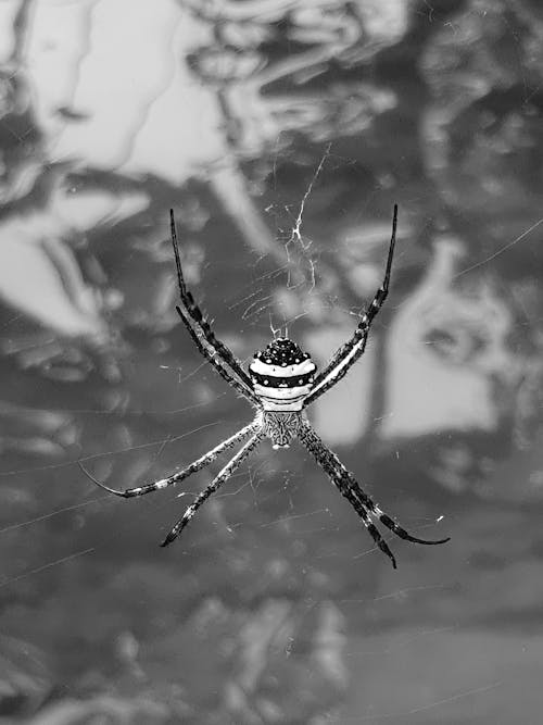 Foto d'estoc gratuïta de aràcnid, aranya, blanc i negre