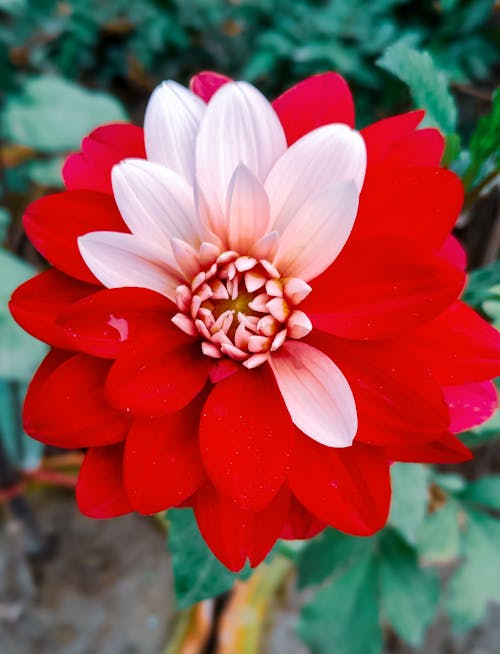 Red Dahlia Flower