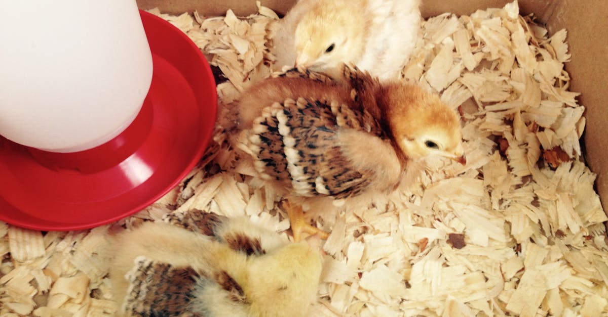 Free stock photo of baby chick, chicken, chicks