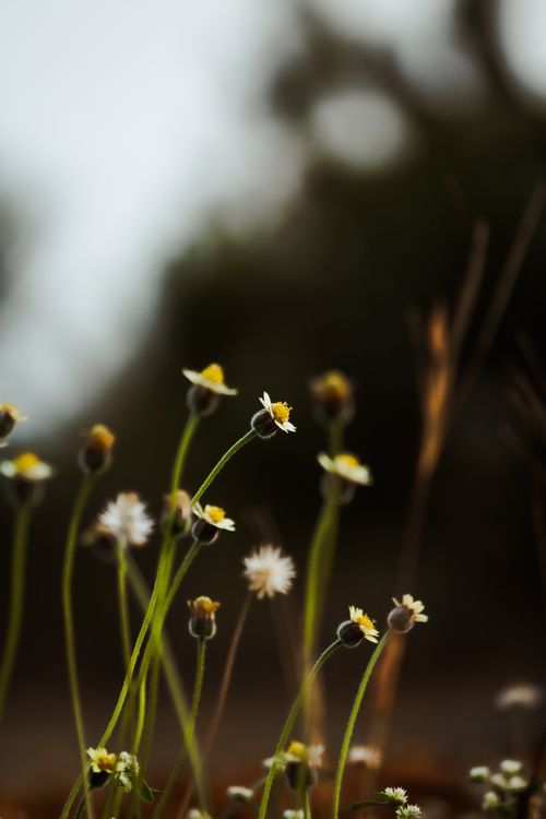 Free Aesthetic close-up of wild chamomile flowers growing outdoors, showcasing natural beauty. Stock Photo