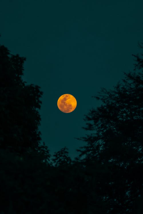 A full moon is seen through trees