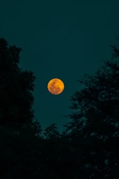 Capture of the orange blood moon illuminating the night sky, framed by silhouette trees.