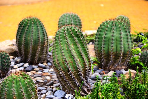 Cactus Verdes En Fotografía De Enfoque