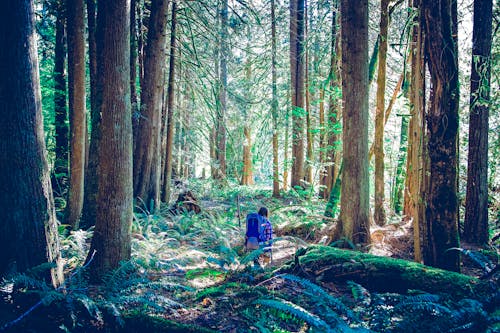 Fotobanka s bezplatnými fotkami na tému ísť na túru, les, národného lesa