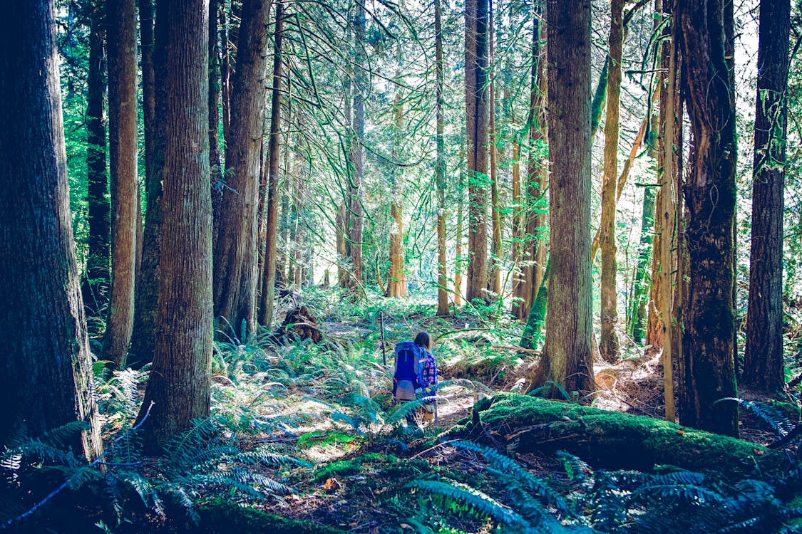 健行, 國家森林, 徒步旅行者 的 免費圖庫相片