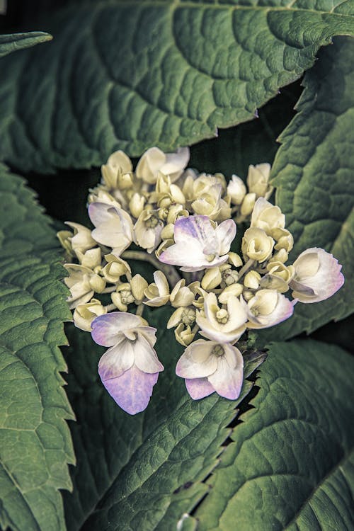 Fotobanka s bezplatnými fotkami na tému hortenzia, krása, kvet