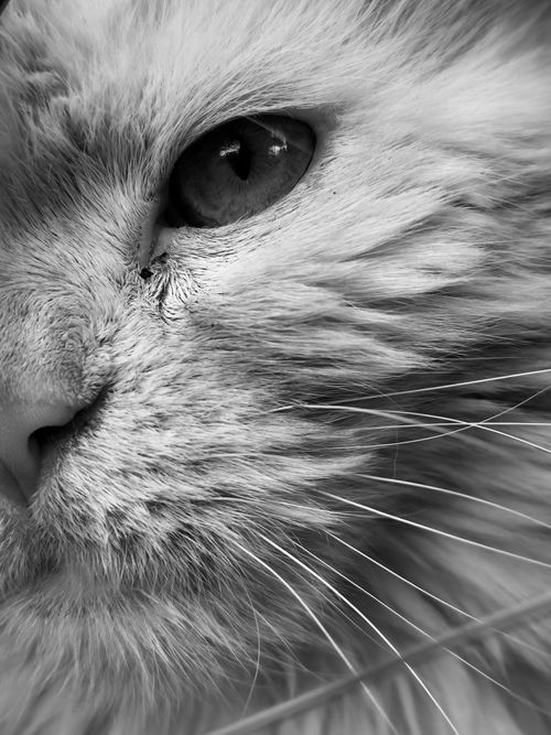 Free Detailed monochrome close-up of a cat's eye showcasing textures and depth. Stock Photo