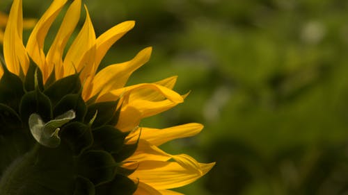 Imagine de stoc gratuită din floarea-soarelui, lan de floarea-soarelui