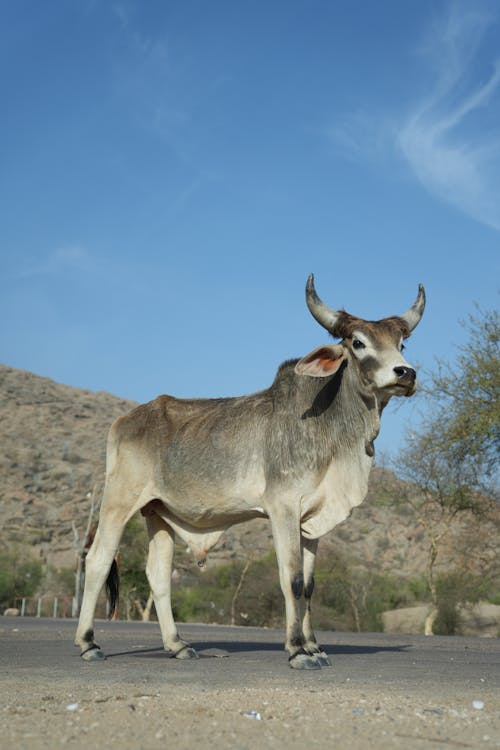 Δωρεάν στοκ φωτογραφιών με αγελάδα, άσφαλτος, βόδια