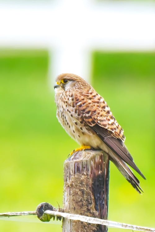 A bird is perched on a post in front of a fence