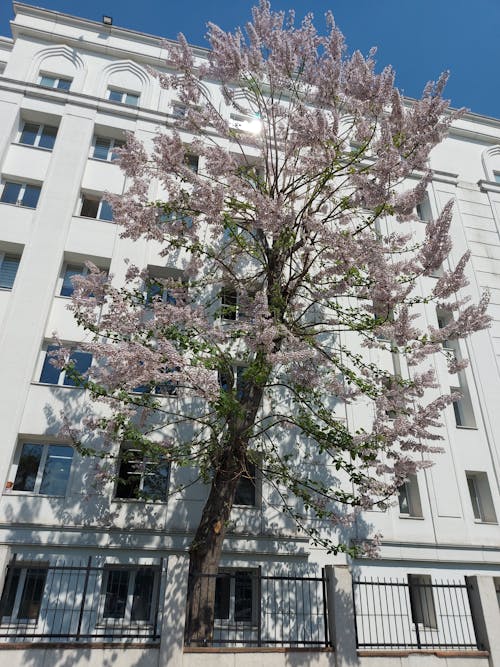 A tree with pink flowers in front of a building