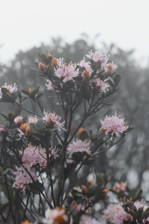 Kostnadsfri bild av anläggning, blommor, grenar