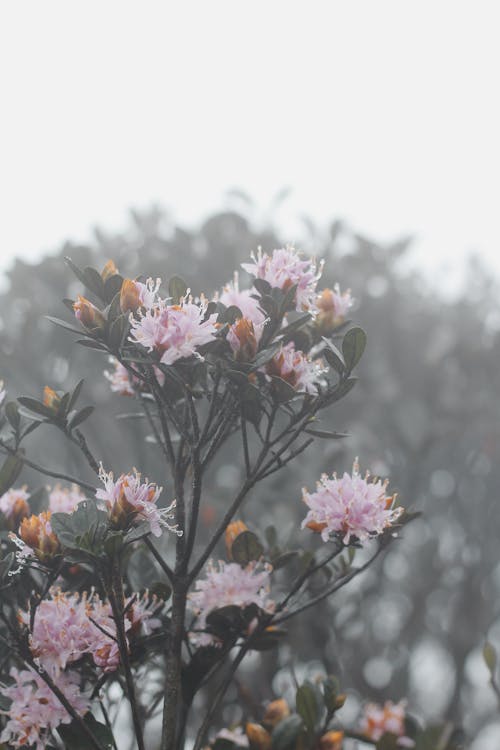 Gratis lagerfoto af blomster, fjeder, grene