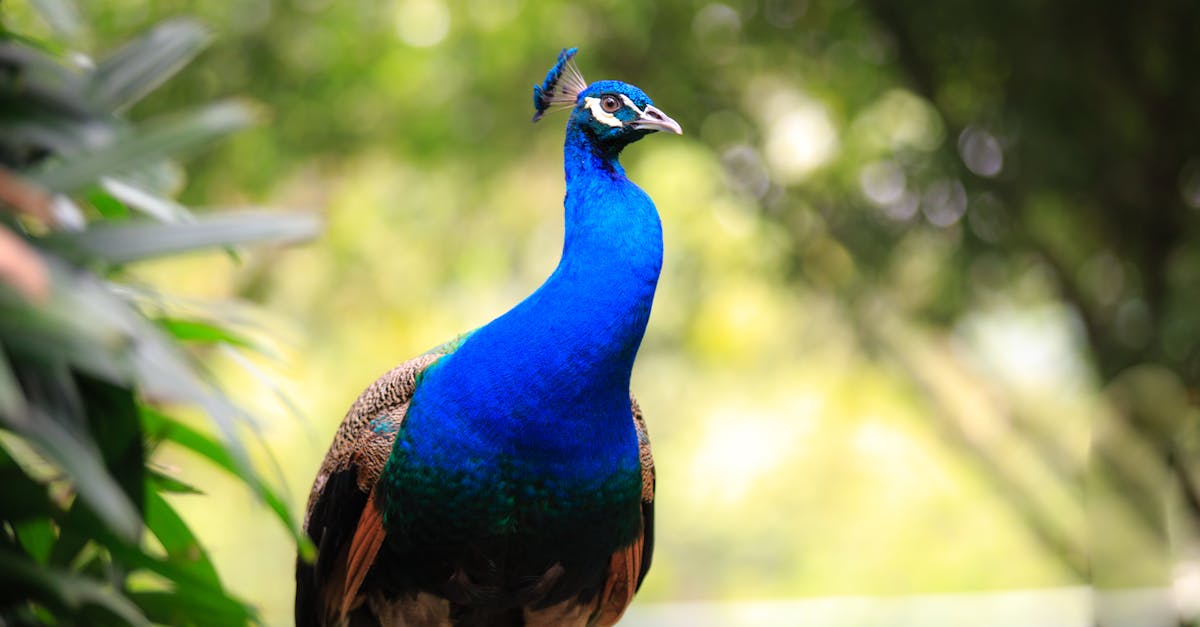 A colorful peacock displaying vibrant plumage in a tropical garden.