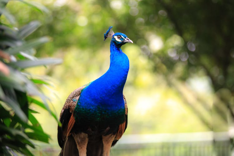 Blue And Brown Peacock