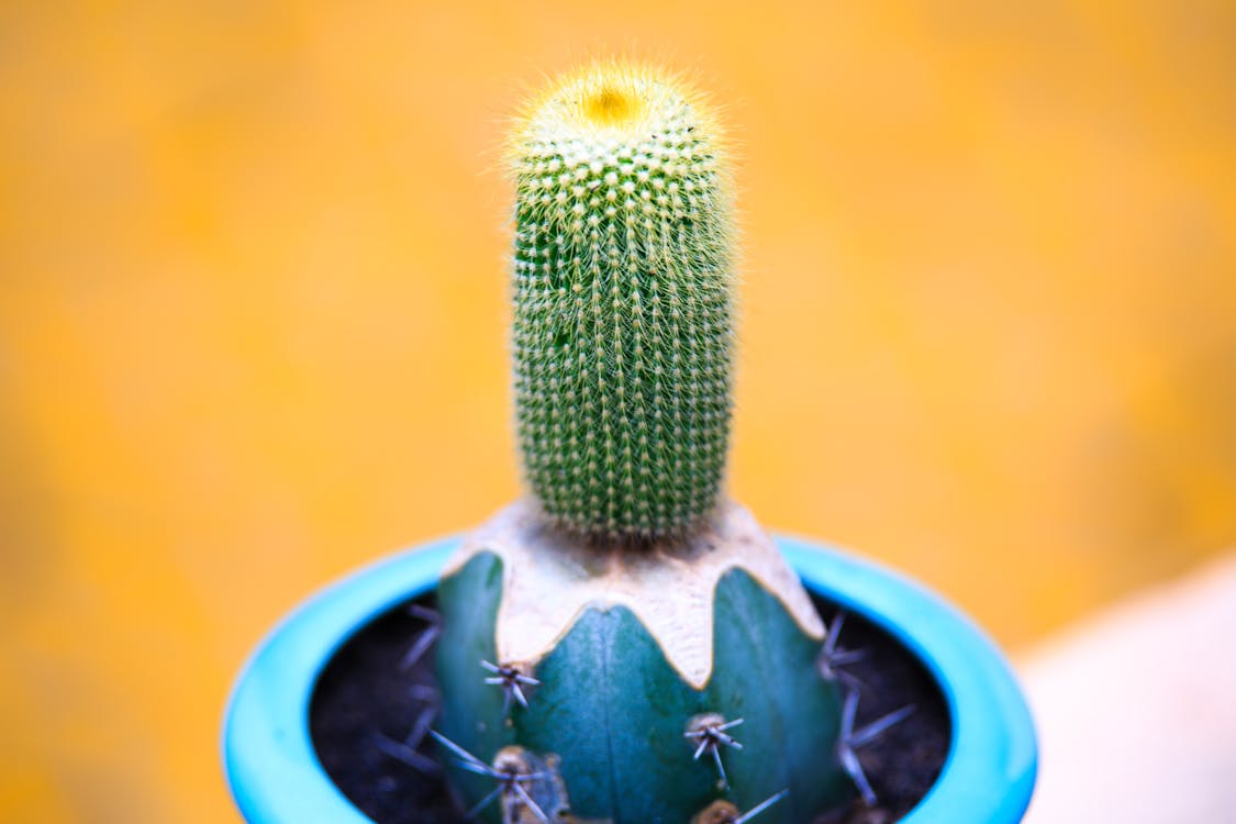 Green Cactus on Pot
