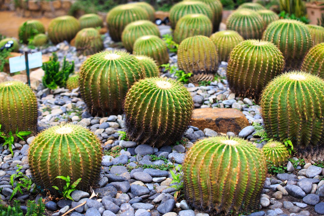 Free Barrel Cactus Stock Photo
