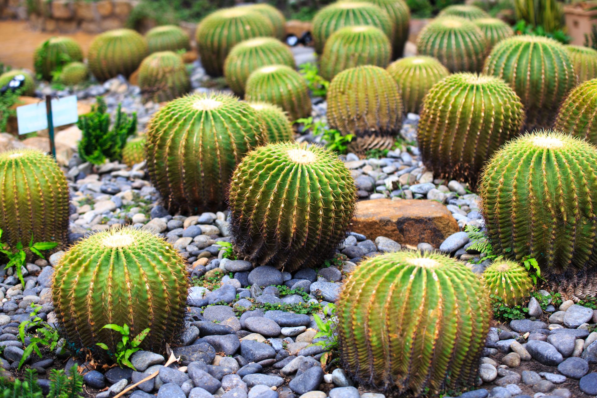 Close-up view of barrel cacti in a vibrant outdoor garden setting.