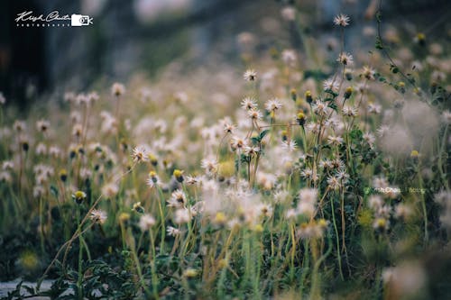 니콘 카메라, 아름다운 꽃, 자연의 무료 스톡 사진