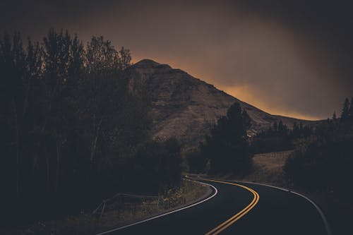 Black Road Between Green Trees