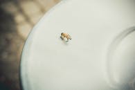 Honeybee on White Surface