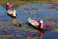 妇女乘独木舟穿行于莲花盛开的湖中，营造出宁静优美的景色