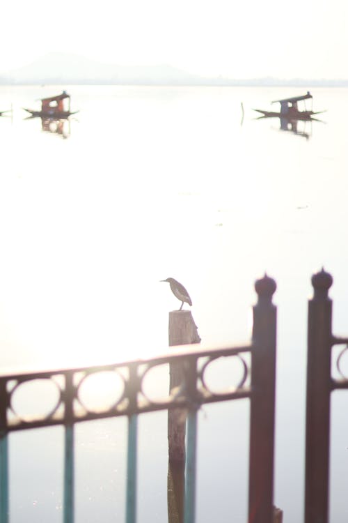 Free stock photo of birds, dal lake kashmir, dal lake srinagar