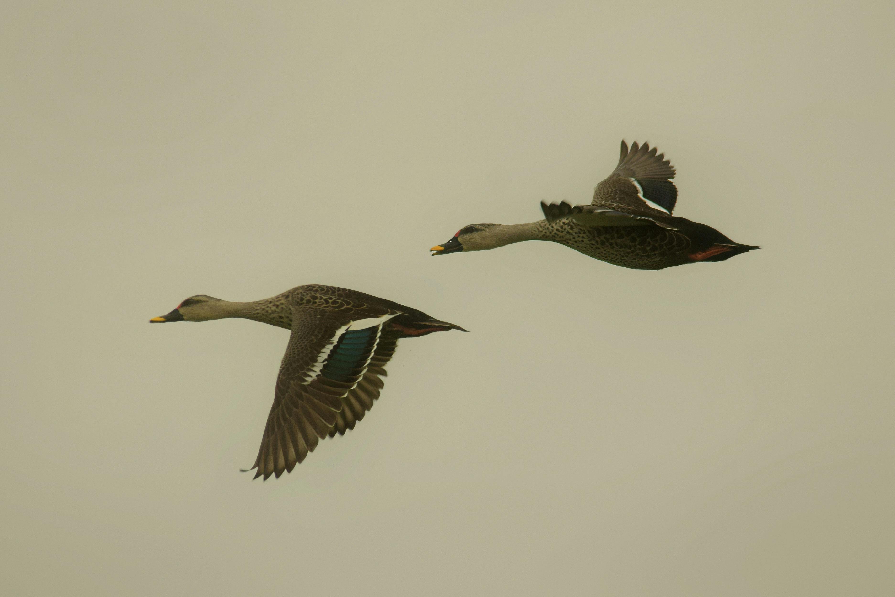 two ducks flying in the air with one in front