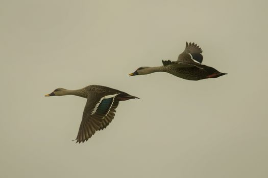 Two spot-billed ducks in flight over Ahmedabad, India, captured in a serene moment.