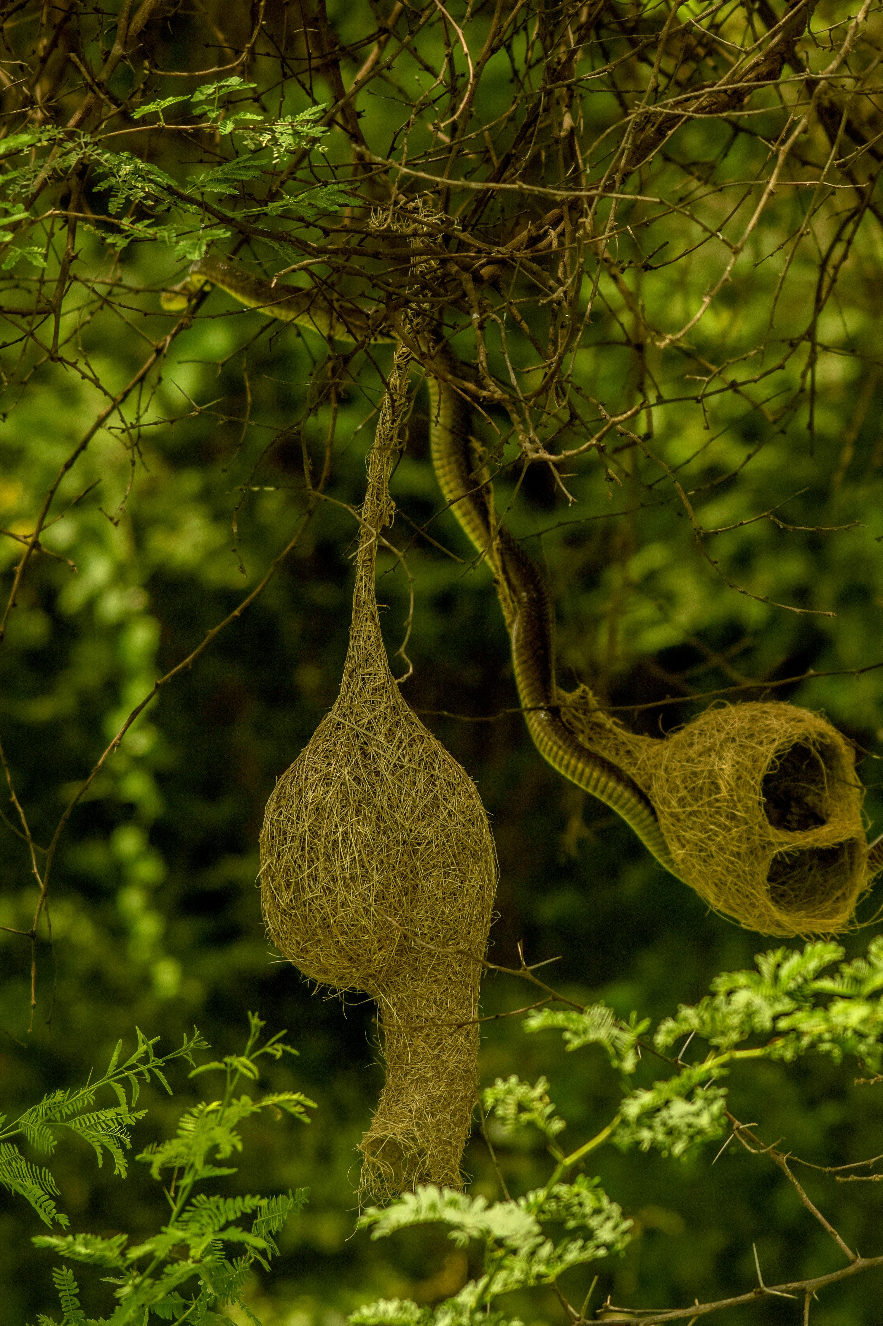 two large nests hanging from a tree branch