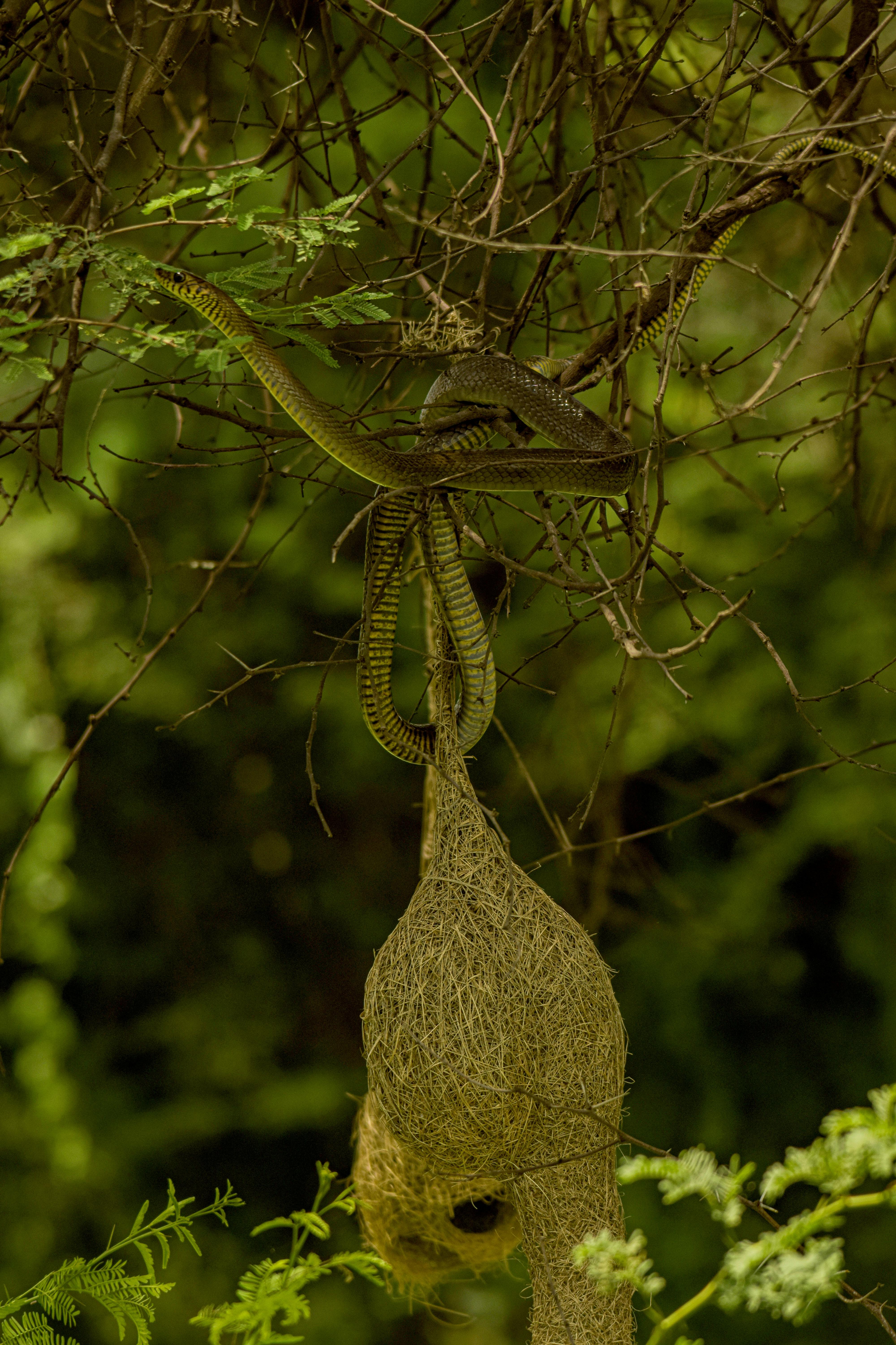 a bird nest hanging from a tree branch