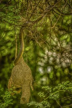 A snake climbing on a hanging bird nest in a lush forest setting.