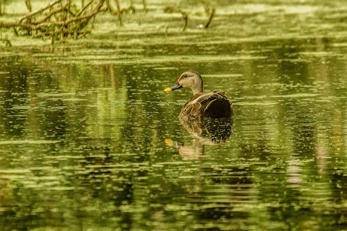 Fotos de stock gratuitas de @al aire libre, al aire libre, amante de la naturaleza