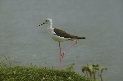 Fotos de stock gratuitas de @al aire libre, al aire libre, amante de la naturaleza