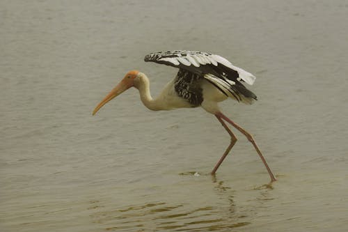 Fotos de stock gratuitas de @al aire libre, al aire libre, amante de la naturaleza