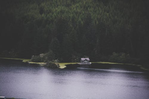 Cabin Near Pine Trees and Surrounded by Water