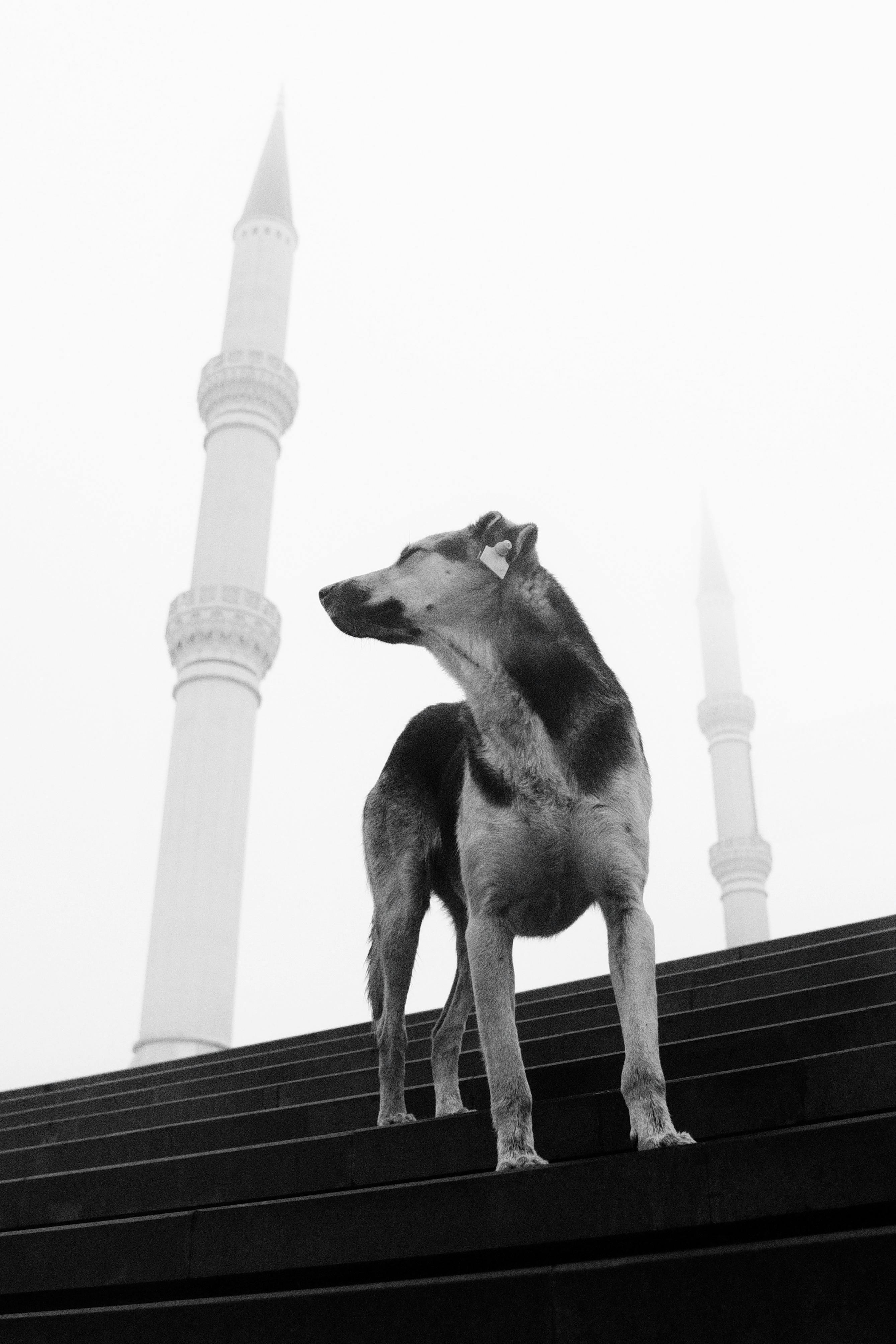 A stray dog stands on steps in front of foggy minarets, creating a mysterious scene.