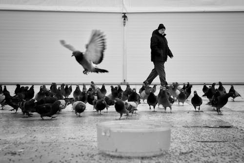 A man walking through a flock of pigeons