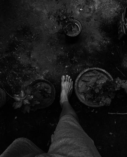 Free Základová fotografie zdarma na téma černobílá fotografie, chůze, hrnkové rostliny Stock Photo